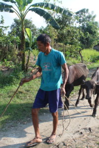 A man who is blind wearing a blue shirt walks through a field guided by a stick he holds out in front of him with two cows following him.