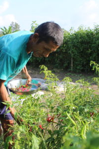 Man is in an open field near pepper plants. He holds a metal container filled with red peppers and is stooped picking more peppers.