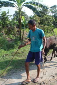 A man is guiding 2 buffalos through a path and is surrounded by trees and grass. He holds a stick in his right hand.