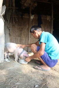 A man is squatting, holding a plate with his left hand and touching a small pig on the back who is eating from the plate.