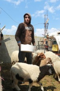 Man stand with a container of food in his hands. He is surrounded by a flock of sheep near his home.